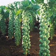 50 Seeds - Brussel Sprouts Vegetable Seeds  *Pot Friendly