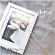 Dried Flower - Lagurus white (putih) (10 pcs)