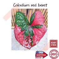 (GG real plant) caladium red beret  keladi cat tumpah hidup hiasan rumah dalaman live indoor house plant alocasia