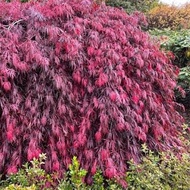 10 เมล็ด Maple (เมเปิล) ในญี่ปุ่นและจีน ใบเมเปิลแดงถูกใช้เป็นสัญลักษณ์ของคู่รัก Bonsai Seeds สายพันธ