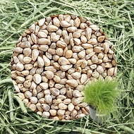 Timothy Hay Timothy Grass Rabbit Food Timothy Hay Seeds