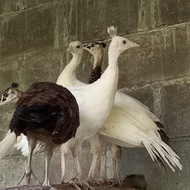 Burung Merak putih dan Biru anakan