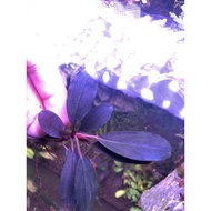 bucephalandra brownie blue