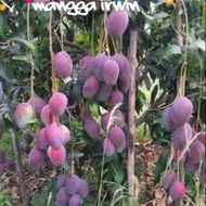 Anak pokok mangga irwin