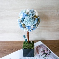 不凋繡球花球樹盆花【海水正藍】開幕禮/新居/名片座/客製化