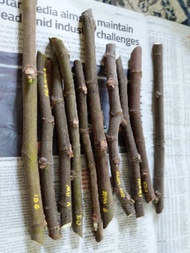 3 Keratan Buah Tin/Fig (buah merah/brown besar).