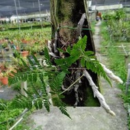 台灣珍稀原生蕨類 Davallia griffithiana Hook.杯狀蓋骨碎補（兔腳蕨）+槲蕨