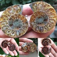 1Pair Half Cut Natural Conch Ammonite Shell Fossil Specimen Madagascar
