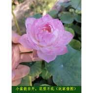 [Wechat Business Hidden] Bowl Lotus Utopia-Small Medium-Sized Potted Plant Pond Plant Courtyard Aqua