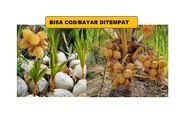 Bibit Kelapa Kopyor Genjah Hibrida Unggul Asli Pati