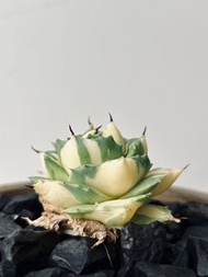 王妃雷神黃中斑