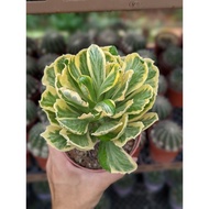Euphorbia Poissonii - Beautiful, Multi-Colour Succulent Plant