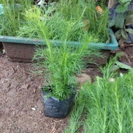 Cheapest water cypress trees cypress tree/s fence plant/s PROMO