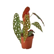 Begonia maculata, Polka Dot Plant (0.3mH)