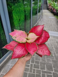 Aglaonema Fu Gui Red [REAL PLANT] #supportlocal