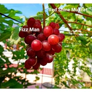 Anak Pokok Anggur (Red Shine Muscat)