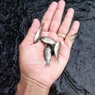 bibit ikan mujair