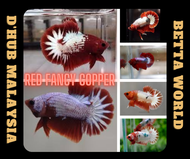DHUB Red Fancy Copper FCCP Betta Fish / Ikan Laga HMPK FCCP Red Fancy Copper
