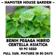 HSK CENTELLA ASIATICA SEED | PEGAGA HIBRID DAUN BESAR |  PEGAGA KAMPUNG | BENIH SAYUR