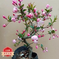 Texis Drape Begonia Indoor Low Flower Potted Plant Sapling Bonsai Outdoor Courtyard Flower Plant Goo