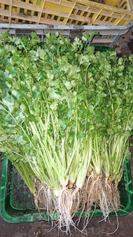 Daun ketumbar/ wansuy /calliander 150 grm fresh