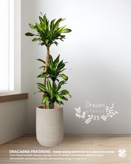 巴西鐵樹 連優質陶瓷花盆 Dracaena Fragrans (Corn Tree) with quality ceramic pot  🍀Potted plant 盆栽植物 🍀Indoor 室內種植