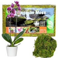 150G Natural Plant Sphagnum Moss Nutrition Organic Fertilizer For Plant Growth Moss Crafts Floral Mini Landscapes Reptiles