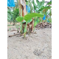 anak benih pisang tanduk,berangan,awak,abu,nangka,emas,rastali(sulur)🔥 ready stock 🔥