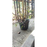 Ready Stok Bonsai Pohon Putri Malu Tanaman Hias Terlaris