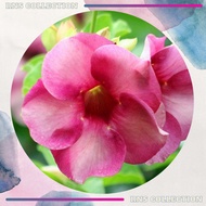 RSC Pokok Alamanda | Keratan Batang Pokok Alamanda (~30cm)