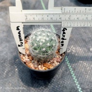 🌵💥 บูมิไอ 💥🌵 Mammillaria baumii  ไม้ชำหน่อ  ขนาด 3-7 ซม. ต้นกระบองเพชร ต้นแคคตัส (แคคตัส กระบองเพชร)