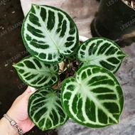 tanaman hias anthurium dorayaki silver pohon kuping gajah dorayaki