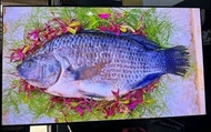 Samsung 55吋 55inch QA55 S90C QD-Oled 4K Smart TV 智能 電視