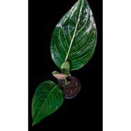 Sindo - Aglaonema Rotundum Live Plant FJQKY980XY