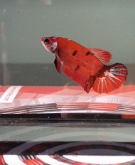 Live betta fish female koi/candy/multicolour/ nemo ready breed
