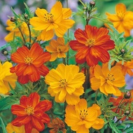 100 เมล็ด ดอกดาวกระจายเซนเซชั่น ดอกคอสมอส (ดาวกระจาย) Cosmos Flower Seeds 45-50 วัน ออกดอก สายพันธุ์