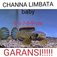 OD503 Chana Limbata Baby 5+ / Cahana limbata Murah Ready