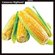Jagung Mutiara Buah Cameron Highland Fruits Suhu Rendah Fresh Food Fruit Corn Tanah Tinggi