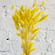 1 Ikat  Lagurus Yellow | Bunga Kering Lagurus Ovatus Kuning |