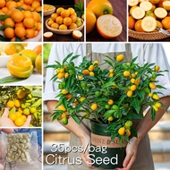 *ขายเมล็ดพันธุ์/ประเทศไทยพร้อมสต็อก* 35เมล็ด เมล็ดพันธุ์ ส้มจี๊ด Edible Citrus Tree Seeds for Planting ต้นส้มจี๊ด หรือส้มกิมจ๊อ พันธุ์ไม้ผล ต้นไม้แคระ ต้นไม้มงคล บอนสีหายากไทย เมล็ดดอกไม้ ต้นไม้ผลกินได้ เมล็ดพันธุ์ เมล็ดผลไม้ เมล็ดบอนสี เมล็ดพันธุ์ผัก