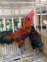 Sepasang Ayam Pelung Jantan Umur 10 bulanan