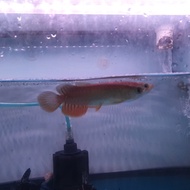 Ikan Arwana Golden Red