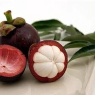 Sindo - Mangosteen Fruit Tree for Your Garden Live Plant 5HF0SAB1PB