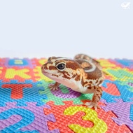 [Reptile Special Attack Team] 24 Hours Gecko Mini Skillful Floor Mat|Reptile Landscaping|Gecko Subst