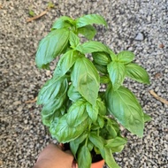 Sweet Basil Plant Cooking Herbs