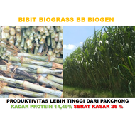 Bibit Rumput Unggul Biograss BB Biogen Termurah