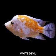 Ikan Hias Ikan White Devil Red Devil Cichlid Size 7-8cm