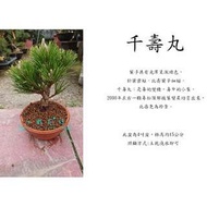 心栽花坊-千壽丸/4吋/素材/松杉柏檜/售價1800特價1500