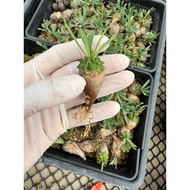 Euphorbia Japonic Cactus