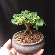 小矮霸) 日本芝麻香楓 葉有芝麻香味 精品株 楓葉 原生 老樁  種定 掌上盆景 連 花盆 plant  Bonsai 植物 盆栽 Japanese  maple tree 楓葉 楓樹 【實拍。只此一